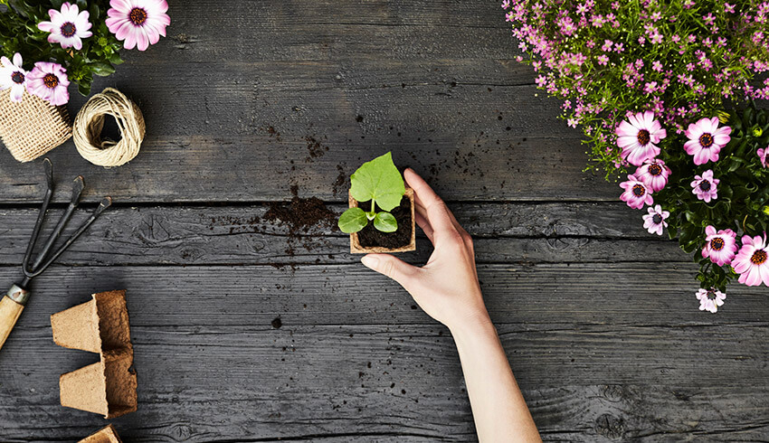 Overhead view of a woman holding a biodegradable seed pot containing a young plant set on a potting bench.